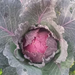 Choux pommés Milan rouge