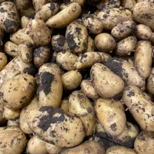 Pommes de terre farineuse kg