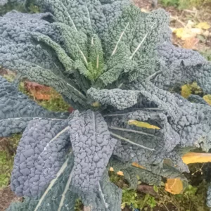 chou palmier en botte